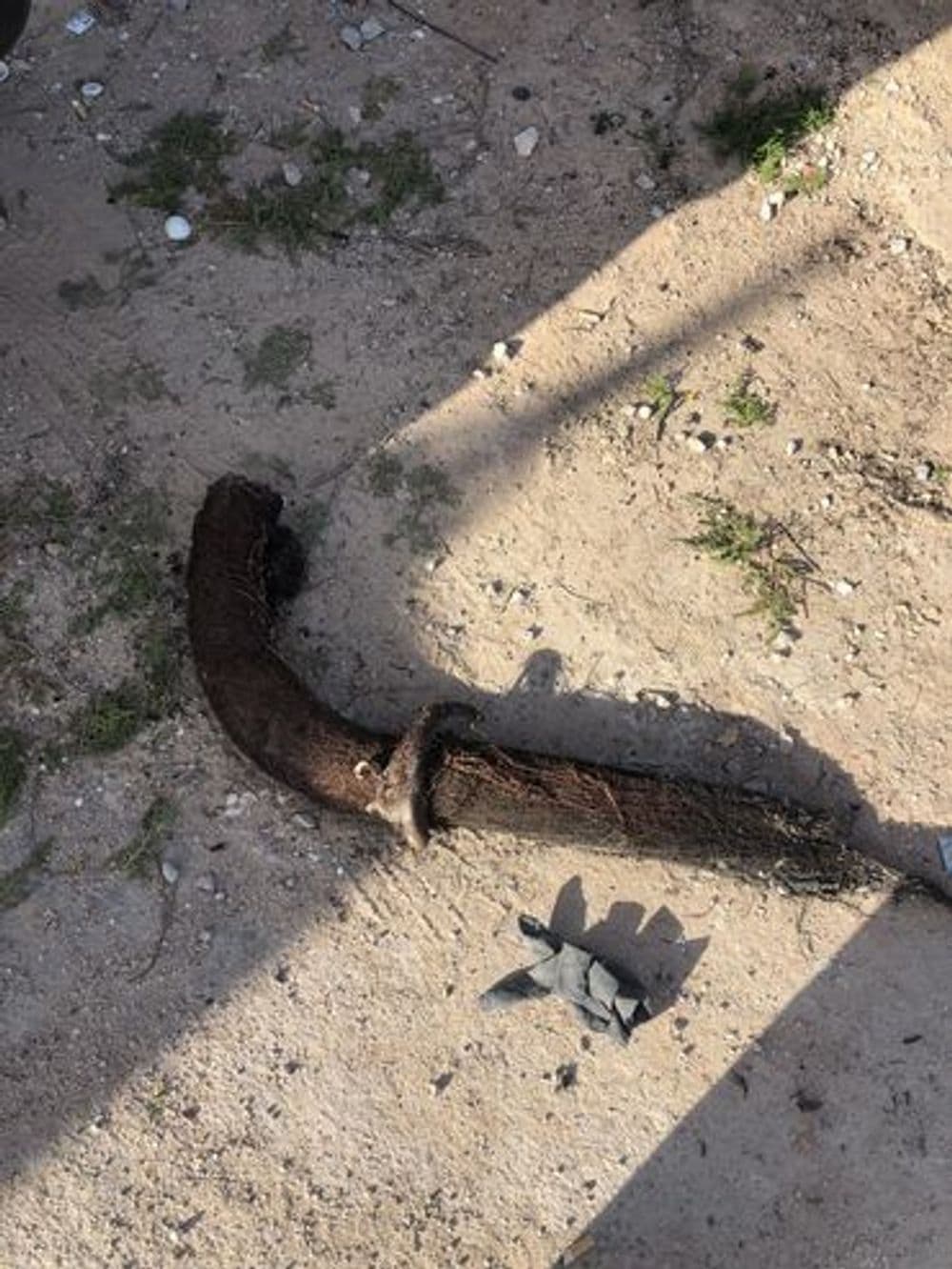 Rusty pipe with frayed ends on dirt ground, surrounded by small stones and grass.